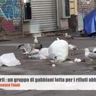 Roma bestiale, gabbiani padroni delle strade: in via Gioberti zuffa per i rifiuti