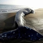 Terremoto Turchia, è anche strage di balene. Almeno sei trovate morte a Cipro