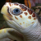 Scoperto perché le tartarughe mangiano la plastica in mare: la confondono col cibo vero
