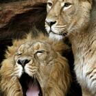Barcellona, quattro leoni dello zoo positivi