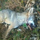 L'Europa salvi i lupi, Sos degli animalisti per fermare il massacro in Svezia, Finlandia e Norvegia