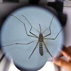 Dengue, due nuovi casi registrati in Valle D'Aosta e Umbria: «Attenzione alta in Italia»