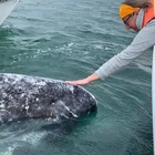 Balene, l'incontro di una naturalista italiana con il gigante del mare
