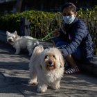 Coronavirus, cane positivo a Hong Kong: c'è la conferma dell'Oms. Scatta la quarantena