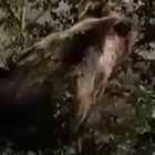 Show dell'orso Juan Carrito: mangia prugne sull'albero davanti a tutto il paese