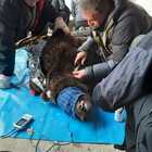 Juan Carrito, l'orso temerario, monitorato con un radiocollare dopo il trasloco forzato