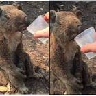 Koala salvato dagli incendi delle foreste: beve da un bicchiere come un bambino