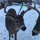 Canada, cervo trovato con una freccia che gli trapassa la testa: ecco come si è salvato