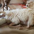Torquato, l'agnello salvato dal macello che crede di essere un cane