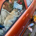 Cane abbandonato da ore in auto, arrivano i soccorsi e scoprono la commovente verità