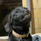 Il cucciolo che sorride a tutti nella speranza di essere adottato: la storia di Burreaux