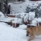 Il cane impazzisce di gioia per il giardino pieno di neve