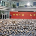 Zanne di elefante, sequestro record in Cina: 2.748 pezzi d'avorio, uccisi 1.400 animali