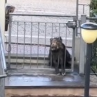 Cinghiale a caccia di cibo resta incastrato nel cancello di una casa, il video è virale