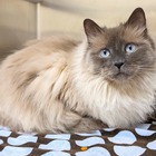 La gatta Lulu urina fuori dalla lettiera, chiedono al veterinario di sopprimerla: lui rifiuta e le salva la vita
