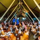 Influenza aviaria in Francia: galline, oche e tacchini di nuovo in lockdown. Focolai anche in Italia