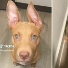 Cucciolo di pitbull impaurito viene adottato dalla nuova famiglia: il video della prima notte è commovente (perché gli manca la mamma)