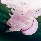 Invasione di meduse nella costa est della Sardegna: enormi e bellissime