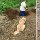 «Il cane va soppresso». Vede il padrone scavargli la fossa, poi accade il "miracolo"