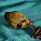 La mummia ritrovata in Cile non è un alieno. Test del Dna rivela l'origine dello scheletro