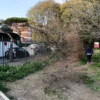 Roma, albero crolla vicino a una materna a Colle Oppio