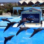 Accuse ai delfini di Zoomarine: «Quei pesci dovrebbero essere più simpatici», l'incredibile recensione su TripAdvisor