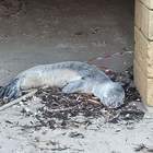 Morto il cucciolo di foca monaca avvistato a Brindisi, i veterinari non sono riusciti a salvarlo