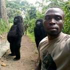 Sembrano due attori, invece sono gorilla veri e la foto diventa virale