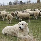 Incedi in Sardegna, due cani pastori salvano il gregge dalle fiamme: la storia fa il giro del web