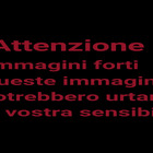Gattino preso a calci a Lecce: le immagini shock video