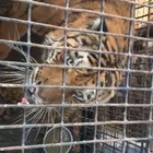 L'odissea delle 10 tigri trasportate da Latina alla Russia: una morta, altre in fin di vita