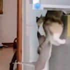 Due gatti "ladruncoli" fanno squadra per riuscire a rubare uno spuntino dal frigo