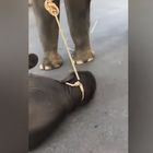 Elefantino sviene davanti ai passanti: era legato alla mamma costretta a trasportare i turisti Video
