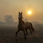 Incendi in California, cavallo torna nel ranch in fiamme per soccorrere la sua «famiglia»