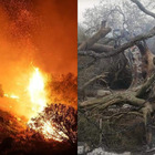 Sardegna, il dolore per l'olivastro millenario distrutto dalle fiamme: «Addio a uno degli alberi più antichi»