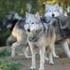 Il monitoraggio: «Nel Salento sono presenti solo 12 lupi: non esiste un’emergenza»