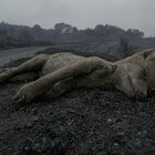 Sardegna, incendi: decine di animali morti