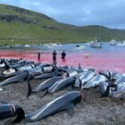 Delfini uccisi alle Isole Faroe, le foto choc fanno il giro del mondo: «Una mattanza senza precedenti»