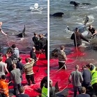 Faroe, aperta la stagione di caccia ai delfini