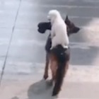 Il cane che offre "un passaggio" ai suoi simili per aiutarli ad attraversare la strada