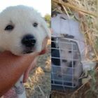 Roma, cane abbandonato in strada e salvato da una giovane coppia: l’avevano rinchiuso in una gabbia