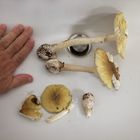 Moglie e marito avvelenati dai funghi