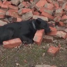Terremoto in Croazia, le strazianti immagini del cane rimasto a guardia della casa crollata Video