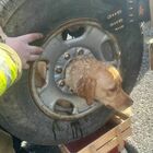 Cagnolina resta incastrata nel cerchione di un'auto, i vigili del fuoco salvano Daisy spaventata e tremante con l'aiuto dei volontari