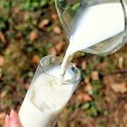 Tumore alla prostata, bere latte aumenta il rischio del 60%. Lo studio dagli Usa