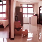 Terremoto Taiwan, gatti terrorizzati in un appartamento durante la forte scossa