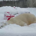 Stati Uniti, la felicità dell'orso polare durante la nevicata