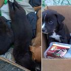 Roma, cinque cuccioli abbandonati in una scatola con la scritta 'Regalo': salvati dalla polizia