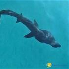 Raro squalo elefante intrappolato a Torre Guaceto: salvato dai pescatori