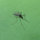 Zanzara coreana si diffonde in Italia